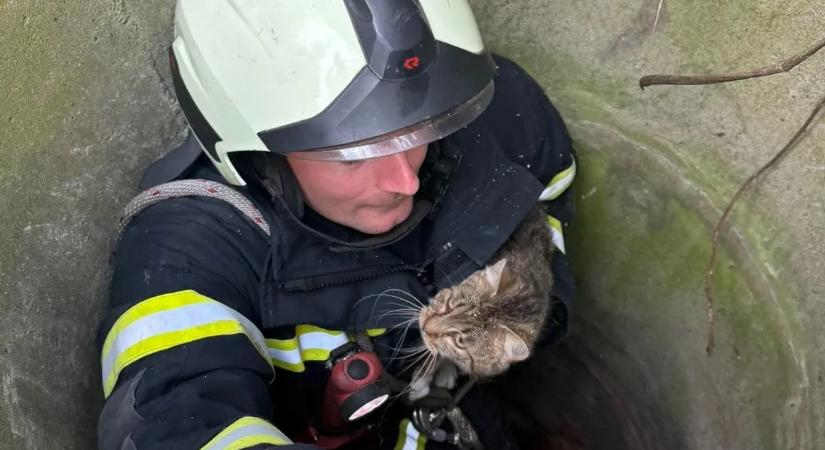 Csutak elhasználta az egyik életét: Láncfűrésszel vágtak utat a kútba zuhant macskának