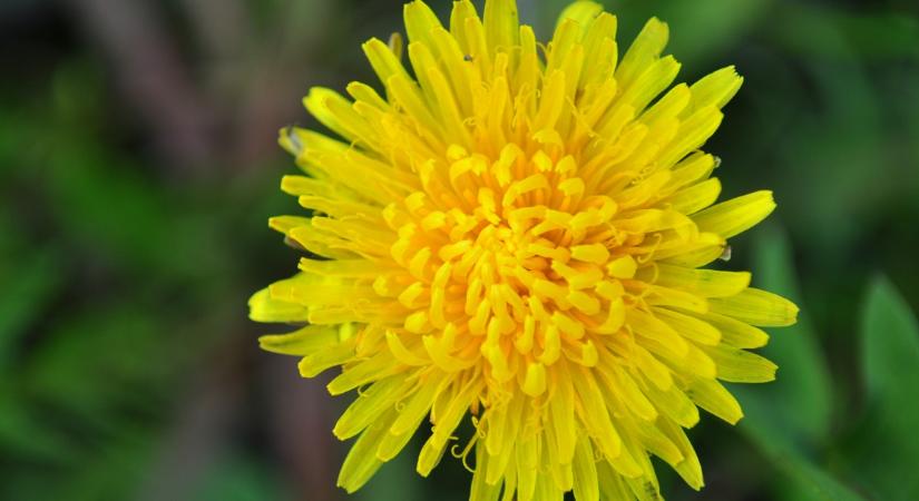 Pitypangméz: A tavasz legtrendibb vegán őrülete, amit te is könnyen elkészíthetsz