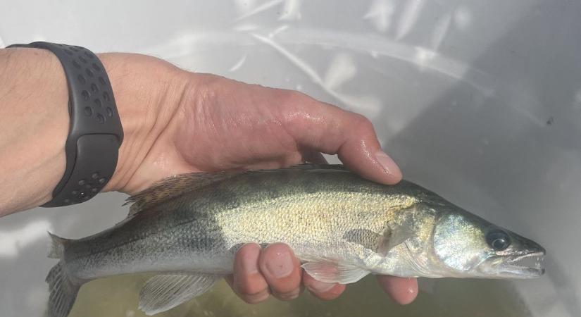 Több száz kiló süllő került a Balatonba