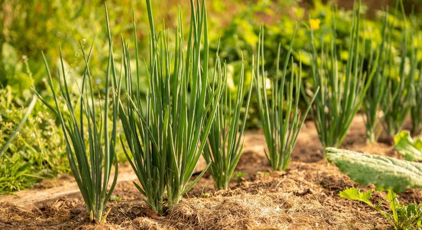 Ez a trükk időt és pénzt spórol a kertben - mégis kevesen használják