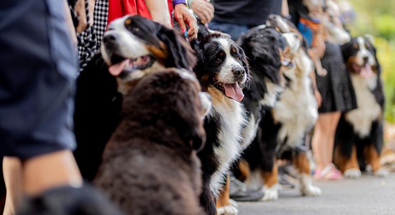 Még mindig sokan sodorják veszélybe háziállataikat, de van biztos megoldás