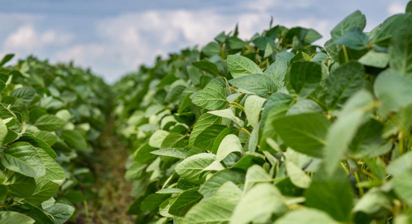 Ez a növény lesz a nagy befutó Amerikában? Tömegek kezdhetik el termelni