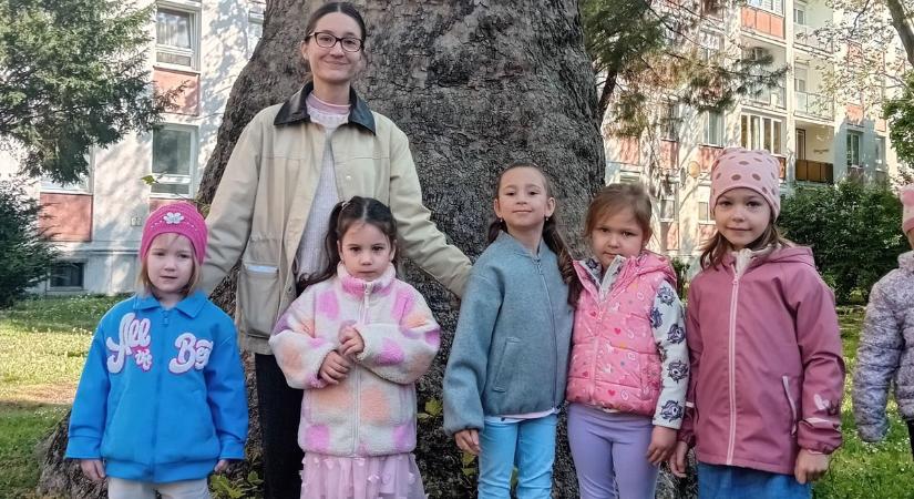 Városképformáló platán és tölgy kapott értéktáblát Győrben - fotó