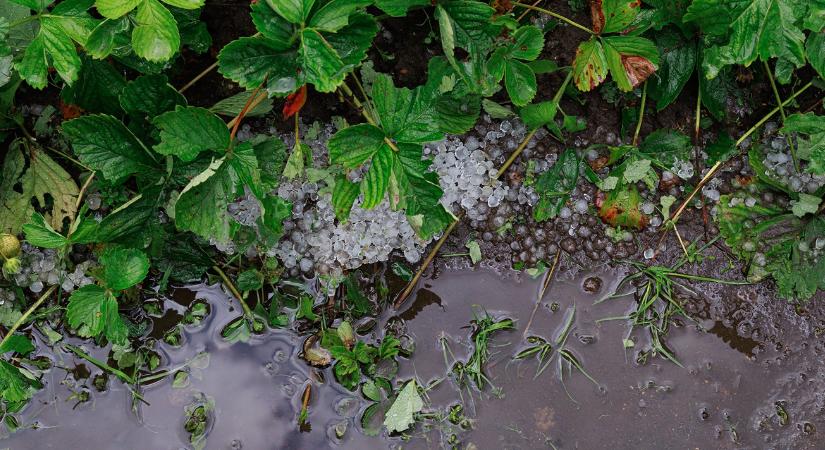 Pengeélen a termés: fagyoskodnak a gyümölcsösök, fűt a lakosság