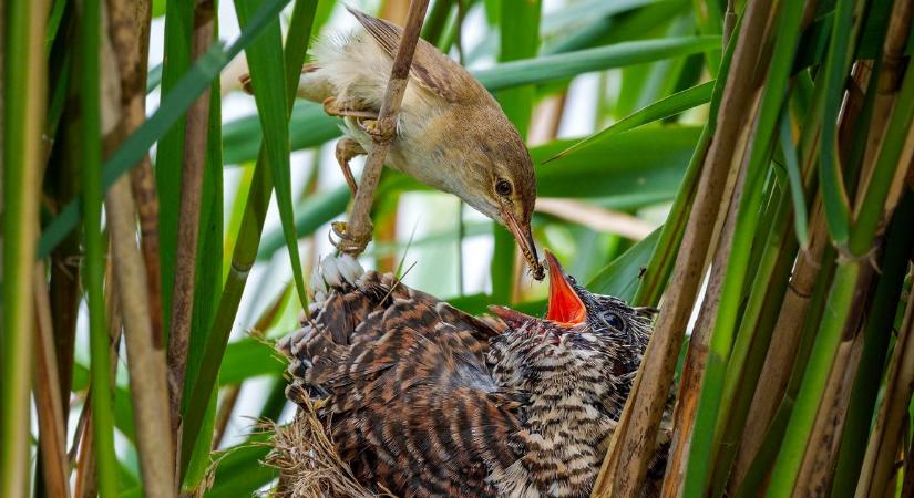 Keresse a kakukktojást! Lesz ebben a cikkben bőven