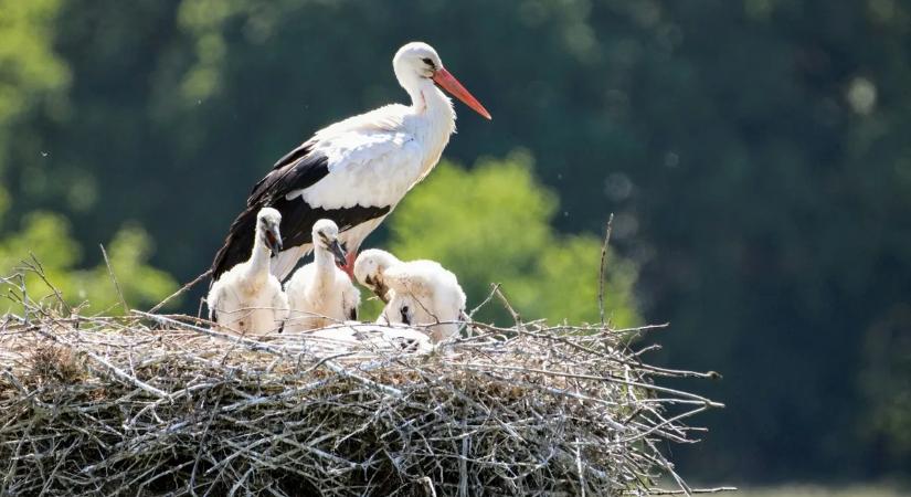 Összeverekedtek a gólyák a fészekben – durva jelenetet rögzített a kamera egy magyar faluban