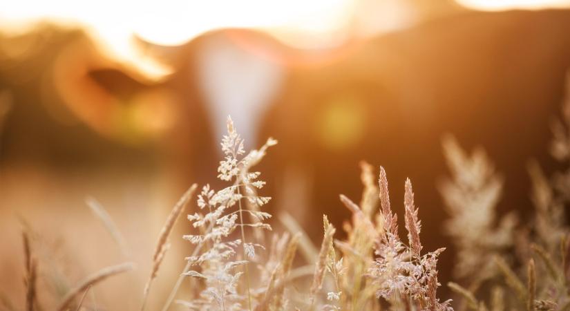 Véget ért a vektormentes időszak, ismét nő a kéknyelv-betegség kockázata