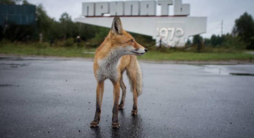 Különös jelenséget vettek észre Csernobil környékén: ez történt a vadállatokkal