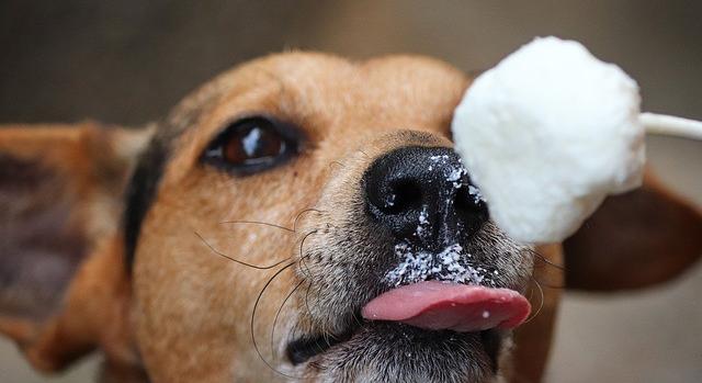 Tényleg szükség van kutyafagyira?