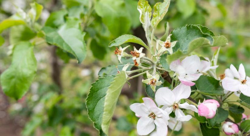 A napokban érkezik a termelőkhöz a tavalyi tavaszi fagykár kapcsán igényelt támogatás