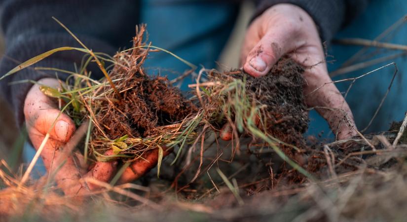 Ezért nem elég a locsolás - amit sokan nem vesznek észre