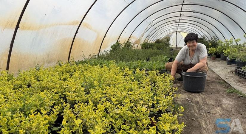 Fillérekből virágba borul a város – Kisteleken tudnak valamit, amiből mindenki tanulhatna