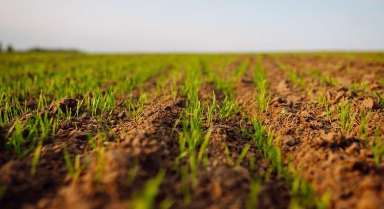 Sokan ezt rontják el a vetésváltásnál