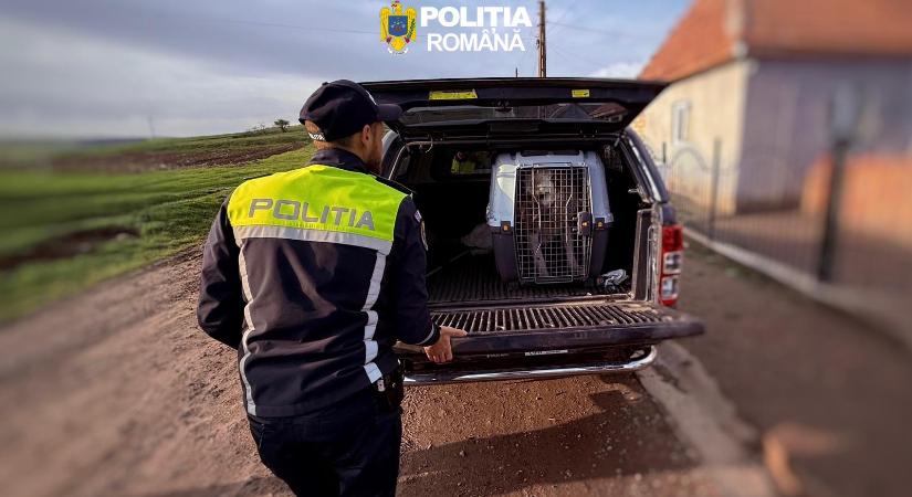 Kutyaviadalokat szervezhettek Marosugrán