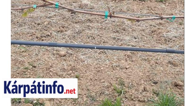 Tavaszi fagykárok után: hogyan folytassuk a növényvédelmet?