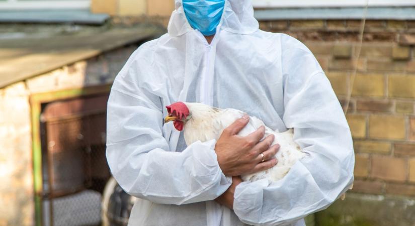 Madárinfluenza: már készül az mRNS-vakcina, ami megmentheti a világot!