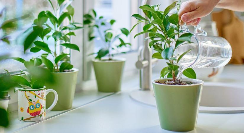 3 ok, amiért a palántáid hirtelen megállnak a növekedésben