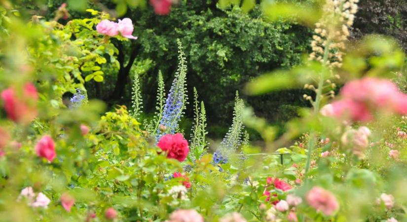 Április az utolsó esély: 5 gyorsnövésű évelő, ami szinte azonnal színt visz a kertbe