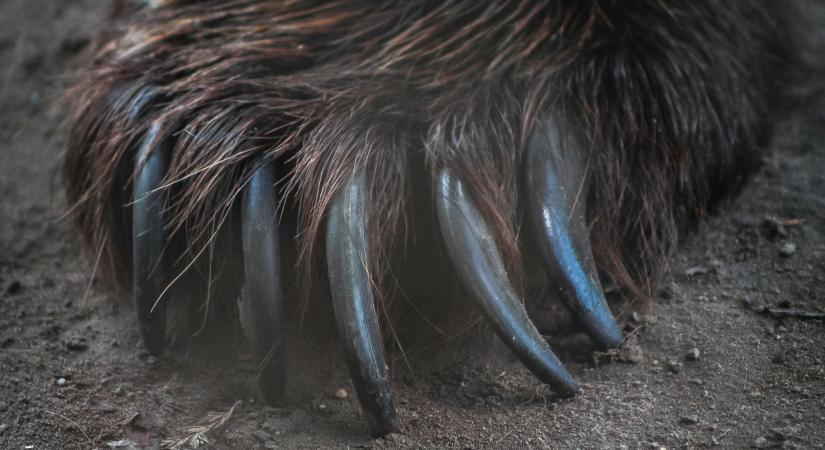 Medvének öltöztek, majd luxusautókat karmoltak szét – ezért kezdett féktelen rongálásba a banda – videó