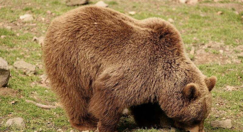 Megduplázták a medve-kilövési kvótát – Elfogadta a parlament az RMDSZ törvénytervezetét