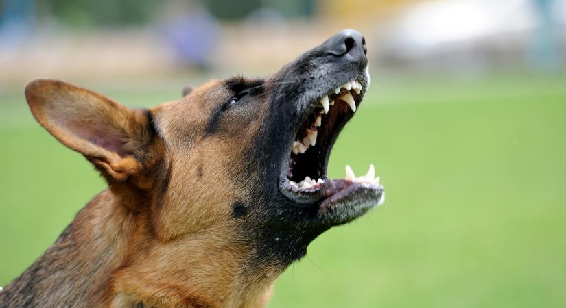 Ha egy kutya megtámad, csak ezt az egy szót mondd: megmentheti az életed