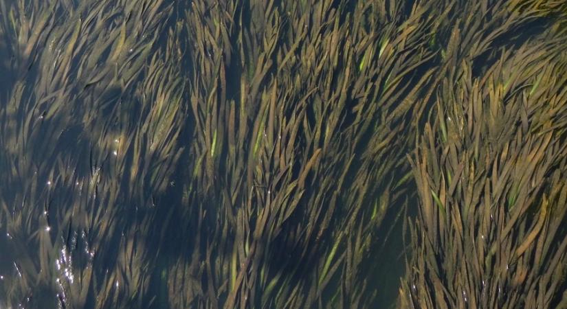 Trópusi hínár lepte el a Hévízi-kifolyót