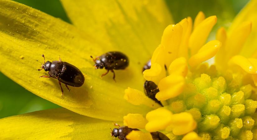 Eddig észre sem vettük őket, pedig nagy hasznot hajtanak a repcében