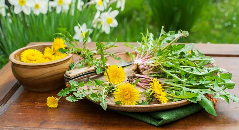 Lépésről lépésre: így készíts a pitypangból gyógyító csodát