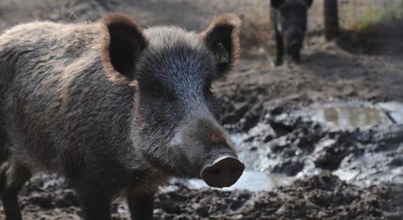 Afrikai sertéspestis: lassabban ugyan, de már sajnos észak felé is terjed a halálos betegség