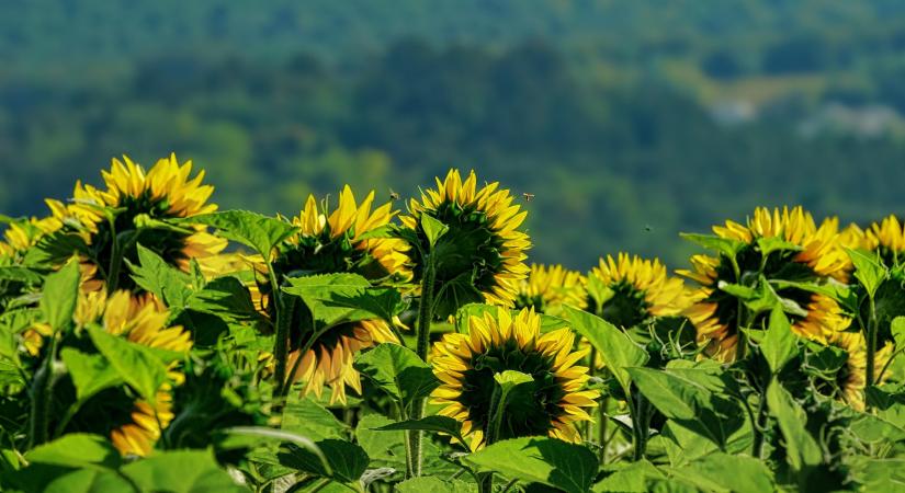 A napraforgóval bővül a GOSZ-VSZT-NAK országos fajtakísérlet