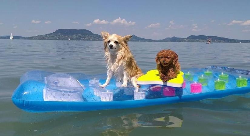 Megszületett a döntés, az Aranyparton pancsolhatnak a nyártól a kutyák Siófokon