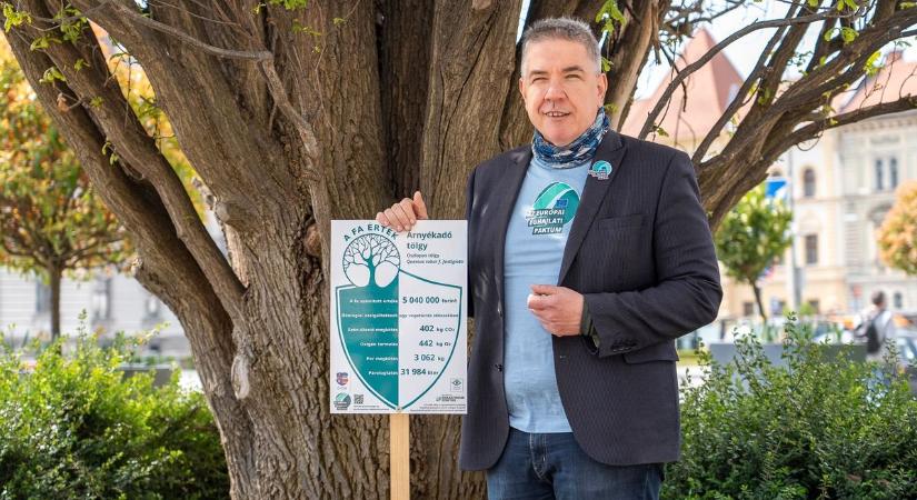 Több, mint ötmillió forintot ér az árnyékadó tölgy Győrben - fotók