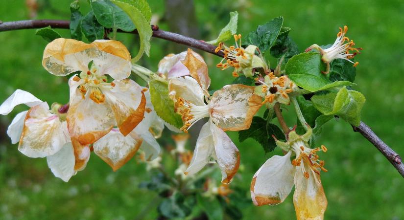 Tavaszi fagy sújtotta a gyümölcsösöket, helyenként 90 százalékos a kár