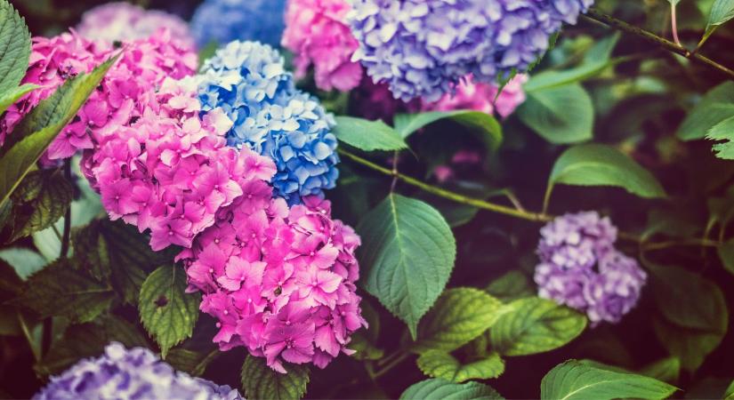 Hortenzia metszése: melyik fajtát szabad metszeni, és melyiket nem?