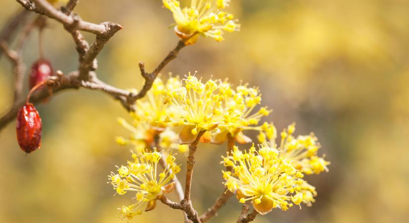 A somvirág legendája