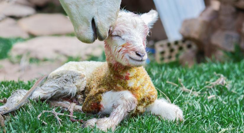 1 az 1 millióhoz: 5 állat született egy ellésből