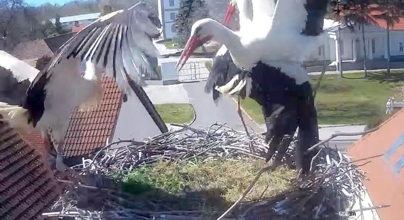 Ezt nézze: Tömegverekedés tört ki a Fejér vármegyei gólyafészekben! (videó)