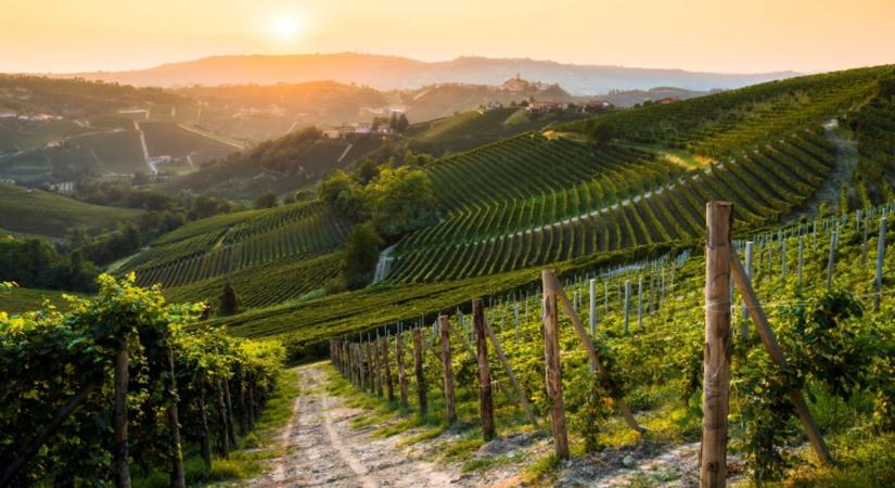 Mátrai borvidék: mennyiségből minőség – új korszak küszöbén a hegyaljai szőlők