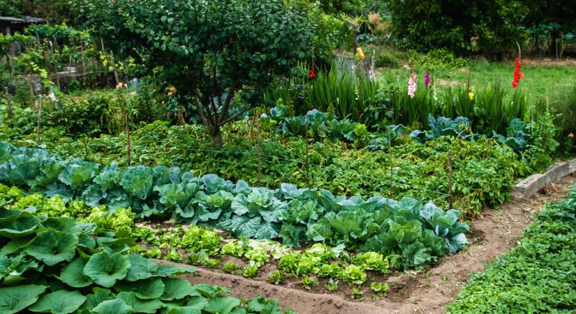 Addig szerezd be, amíg még lehet! Ezekből a kerti vegyszerekből elképesztően sok fogy!