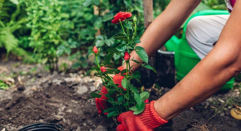 Mindenki a rózsáid csodájára jár majd: csak ezt az egy dolgot kell elásnod a tövükhöz