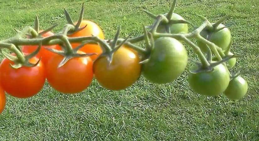Csak egy fogpiszkáló kell, és a zöld paradicsomod 3 nap alatt vérvörös lesz