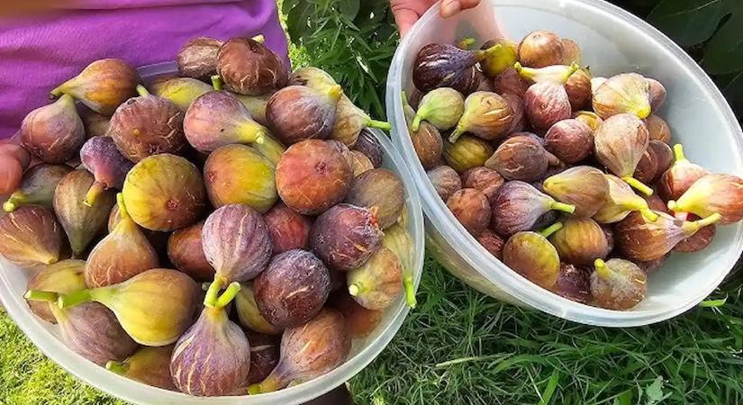 Ezzel a hatalmas hibával azonnal tönkreteheted a füge termésedet