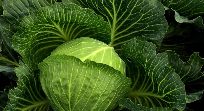 Az import miatt csökkent a káposzta ára Lengyelországban