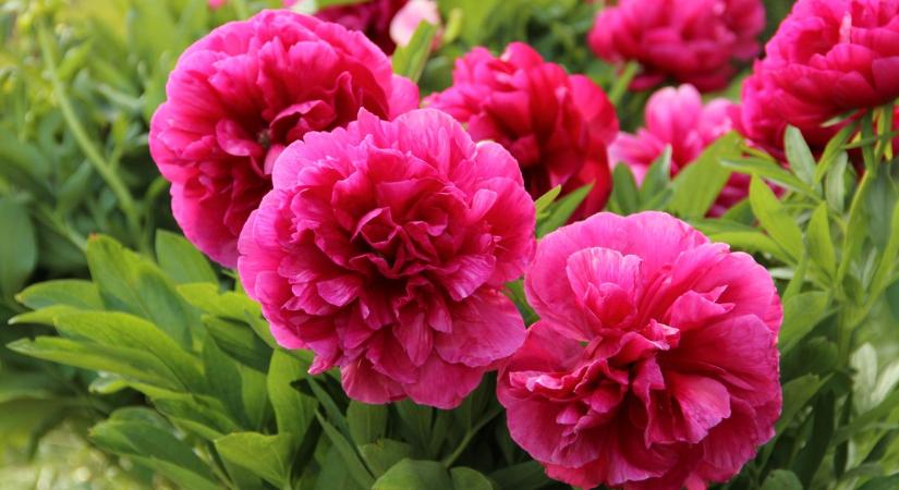 Ezt tedd a pünkösdi rózsákkal tavasszal, hogy hosszú ideig szépek maradjanak