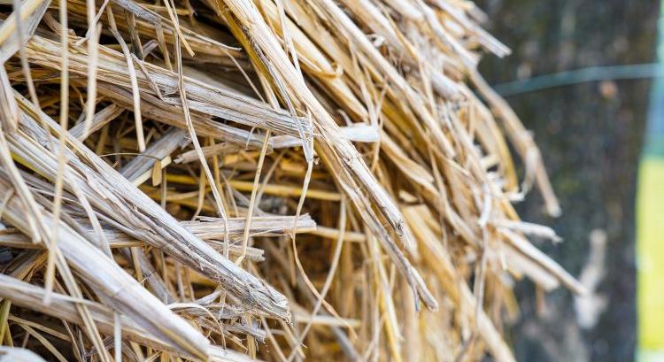 Meglepő kísérlet: zöldség nő a szénabálában