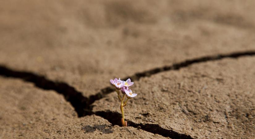 Ez lehet a klímavédelem titkos fegyvere?