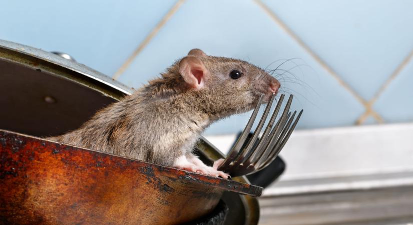 A te padlásodon, vagy pincédben is feltűnhetnek a patkányok, de így távol lehet tartani őket