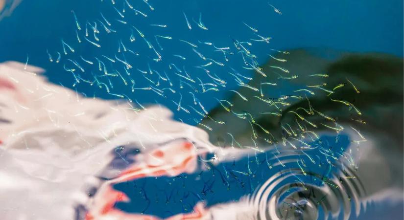 Spermadonor 180 gyerekkel – mégsem lehet apa