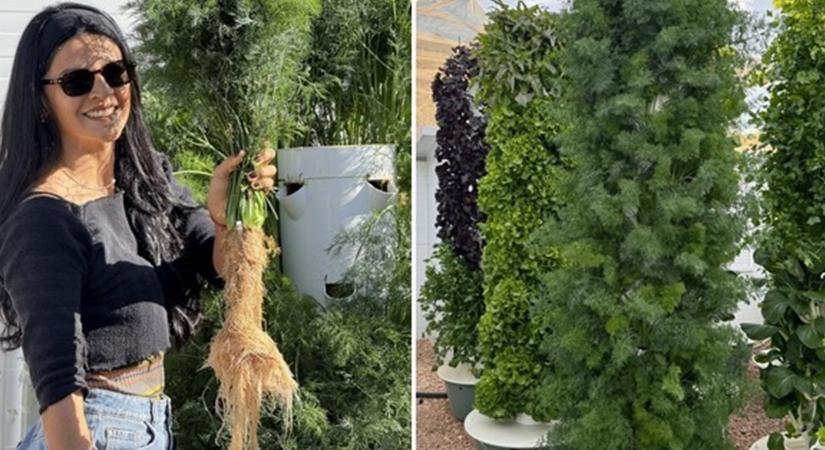 Felejtsd el a kapálást, ez a kapor nem földben nő