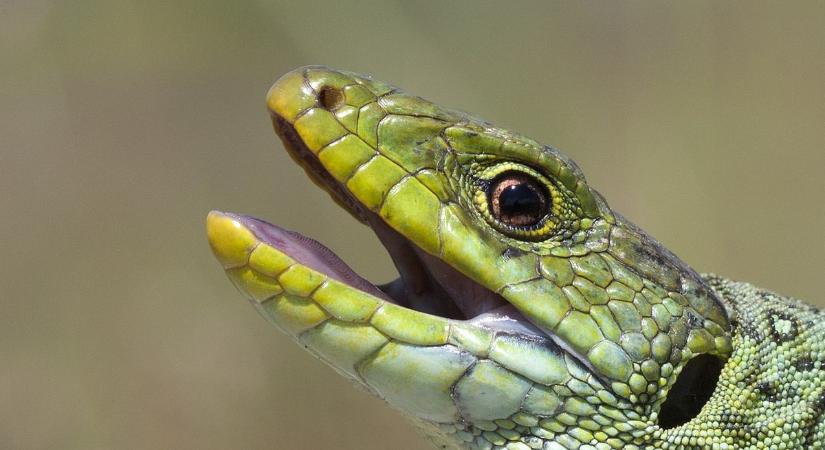 Kígyók után most újabb méretes hüllőt találtak egy pécsi kerékpárúton (KÉP)